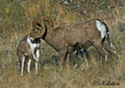 Ovis Canadensis